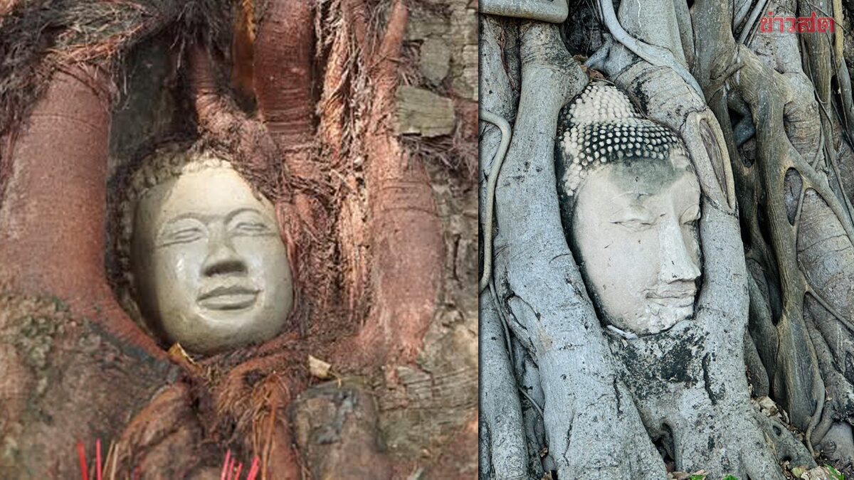 .แชร์สนั่น! วัดกัมพูชาสร้างเศียรพระในต้นโพธิ์ เลียนแบบโบราณสถานวัดมหาธาตุ.