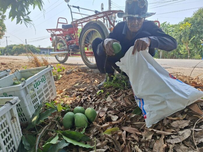 ชาวสวนมะม่วงพิจิตร