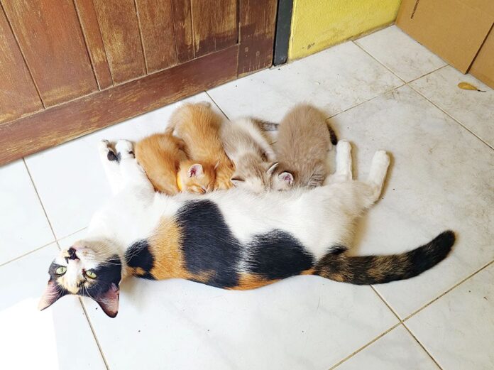 เพื่อนตัวเล็ก - ‘พระเบนซ์’เล่าที่มา โพสต์หาบ้านลูกแมว