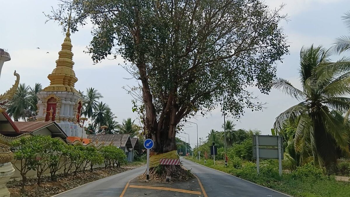 แปลกแต่จริง หลายสิบปีไม่เคยมีใครขับชน ต้นโพธิ์ยักษ์ขึ้นกลางถนน