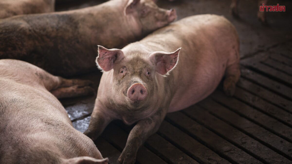 ราคาหมูหน้าฟาร์ม ขึ้น 2 บาท เผยหมูหน้าเขียง 170-180 บาท แพงเกินจริง