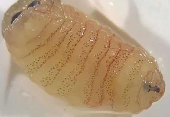 ภาพประกอบ