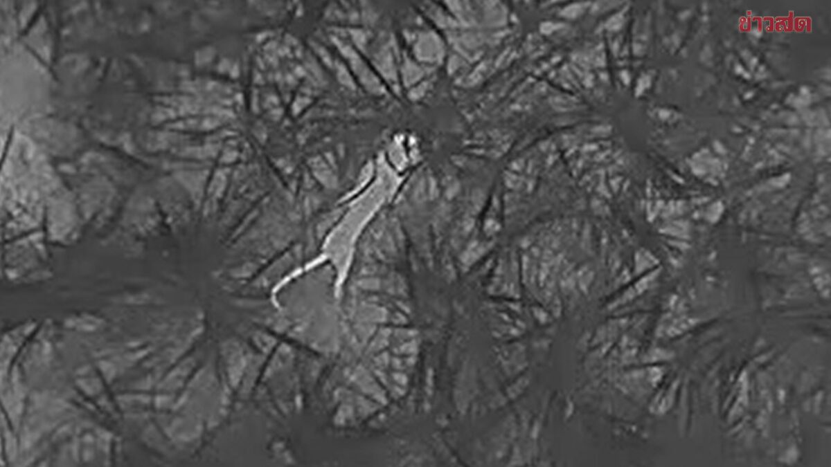 เจอตัวแล้ว เสือโคร่งขย้ำคอหมู บล็อกพื้นที่ไม่ให้ใครใกล้ ก่อนวางแผนผลักดันกลับป่า