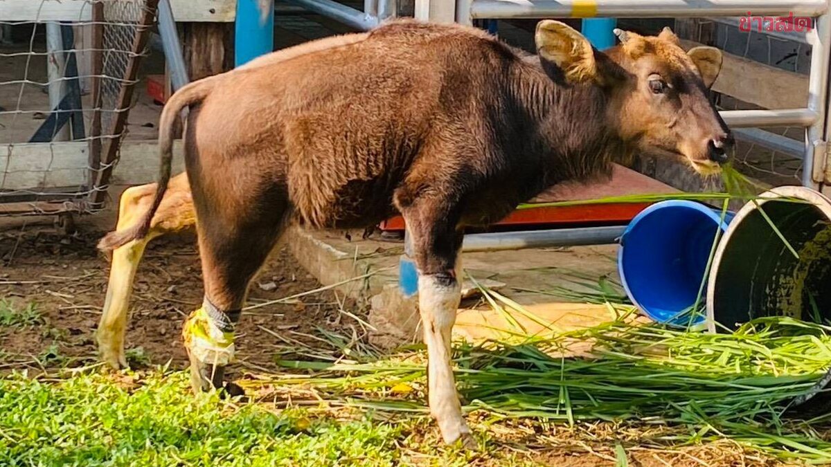 ย้าย”น้องเนินหอม”ลูกกระทิงติดบ่วงใส่ขาเทียม สู่ศูนย์ช่วยเหลือสัตว์ป่าฯนครนายก ฟื้นฟูร่างกายระยะยาว