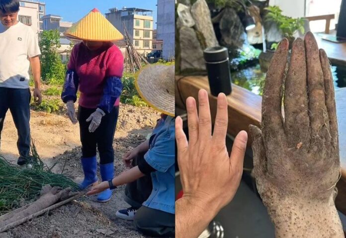 ขุดพบมันเทศจีน รูปร่างเหมือน มือคน