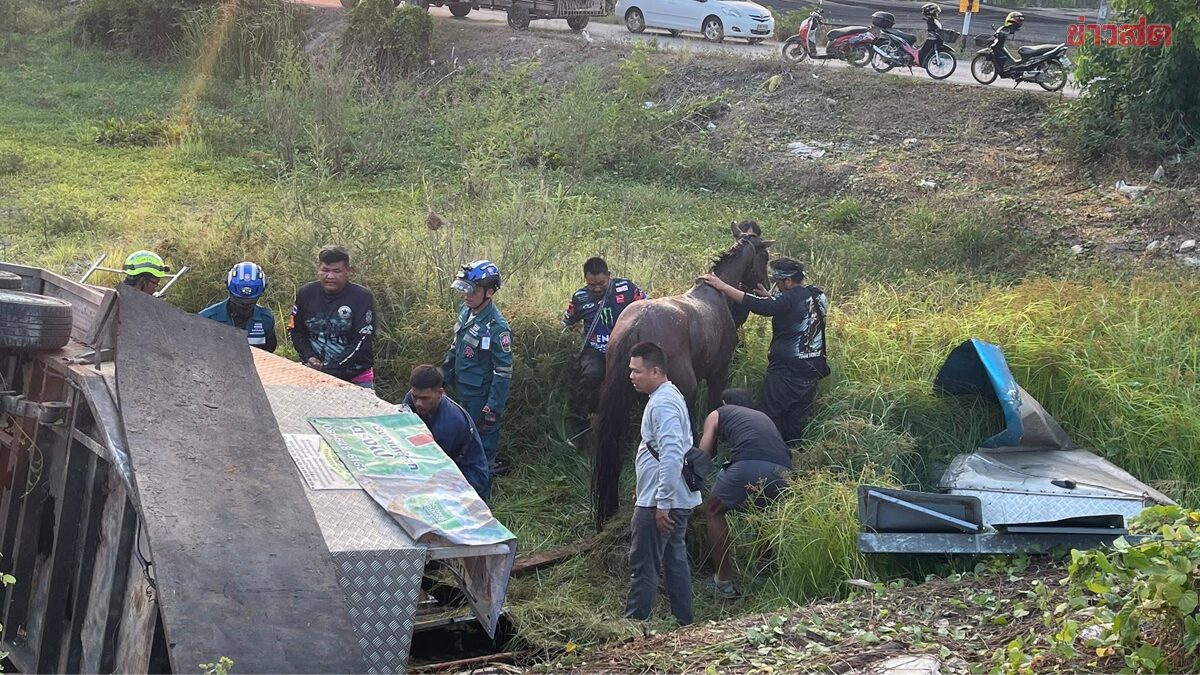 รถขนม้า คว่ำติดอยู่ในพ่วง หลัง จยย.ตัดหน้ากะทันหัน เร่งนำส่ง รพ.สัตว์