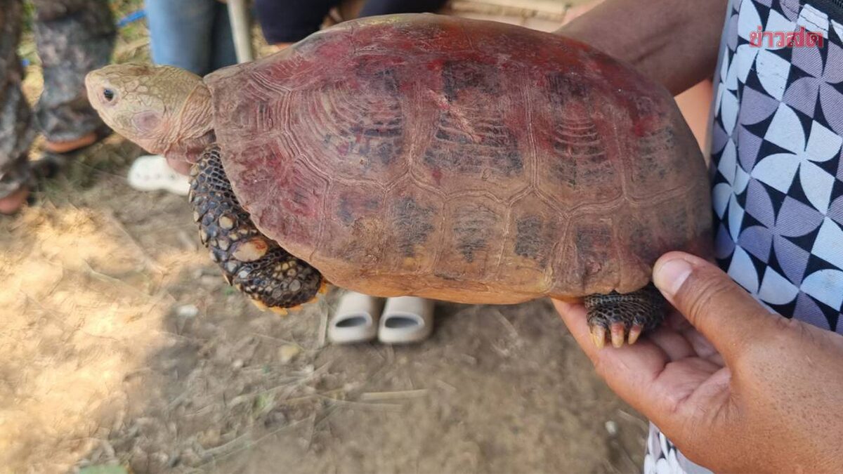 ฮือฮา เต่าเผือกโผล่ พิธีเลี้ยงศาลเจ้าปู่โป่ง ชาวลับแล ไม่พลาดส่องเลขเด็ด ได้สมหวัง เล็งเสี่ยงโชค