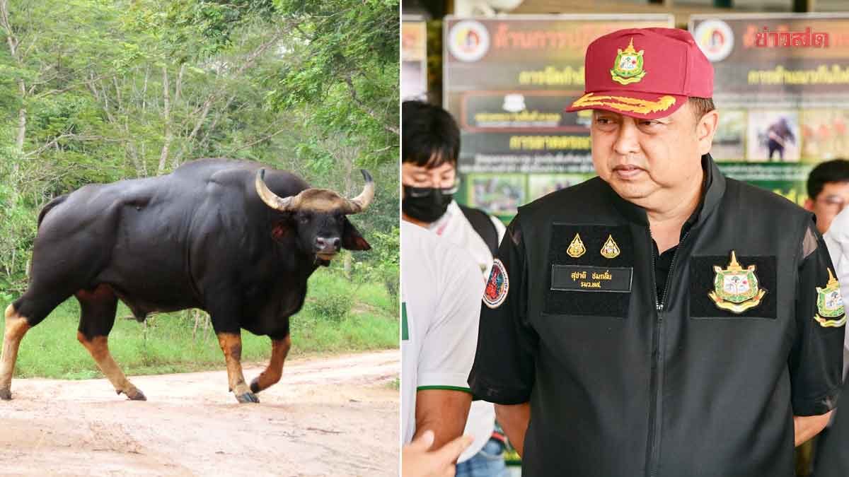 สุชาติ สั่งล่ามือยิงกระทิงแก่งกระจาน มาดำเนินคดี ย้ำจนท.ยกระดับลาดตระเวน