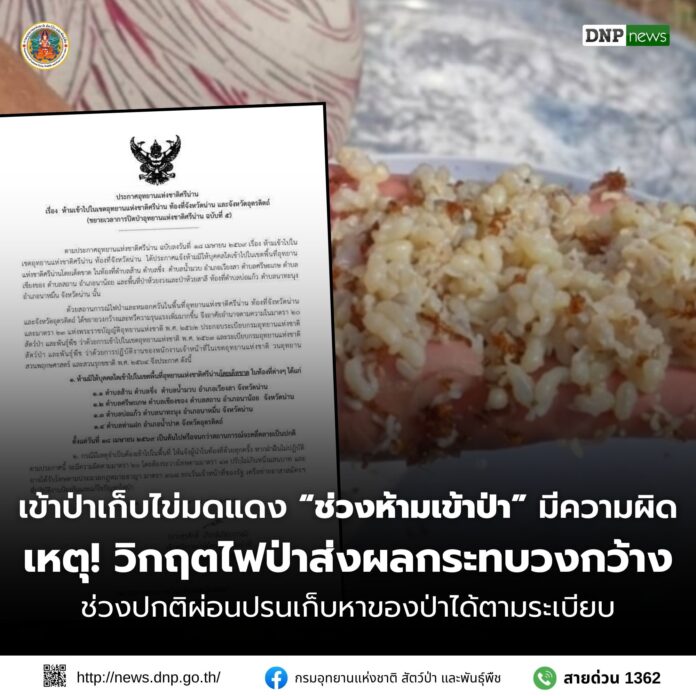 จับคนหาไข่มดแดง