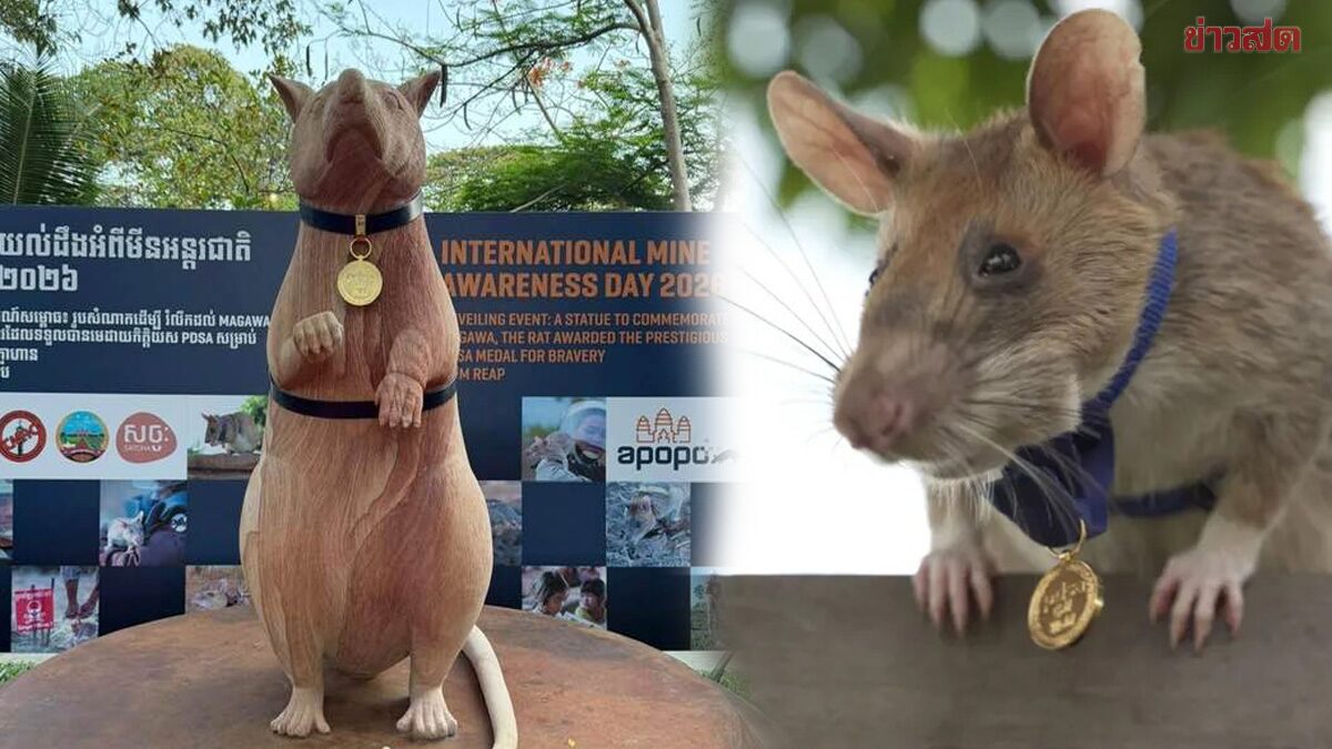 ตัวแรกของโลก กัมพูชาสร้างรูปปั้น “Magawa” หนูตรวจจับระเบิด ผู้ช่วยชีวิตคนนับพัน