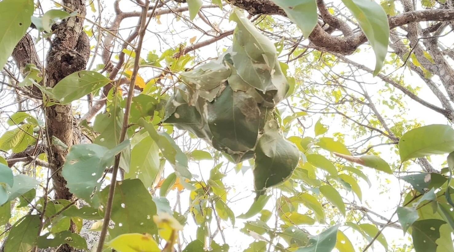 มูลนิธิแม่ฟ้าหลวงฯ เปิดผลงานป่าชุมชน ป้องไฟป่า-สร้างรายได้ครัวเรือน