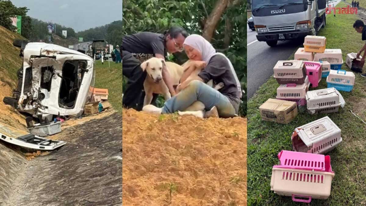 รถขนแมว-สุนัขจรกว่า 25 ตัว หวังพาไปหาบ้าน ดันประสบอุบัติเหตุ สัตว์แตกตื่นหนี