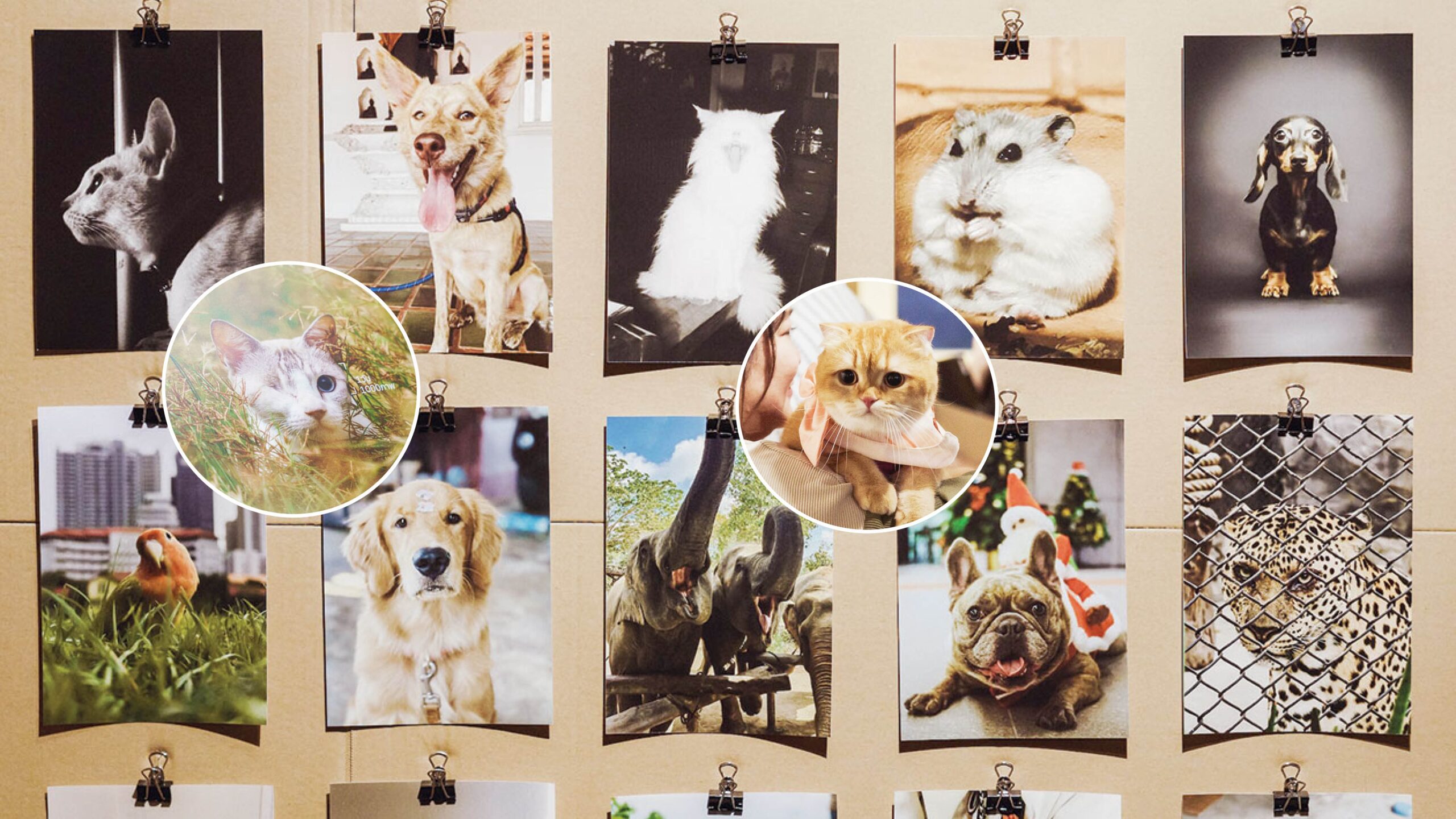 ปักหมุดศิลปวัฒนธรรม – 1 วัน 1,000 ภาพ สัตว์เลี้ยงแสนรัก