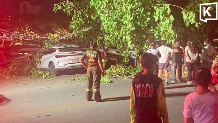 Ancient tree falls on cars, cuts power in Chiang Mai