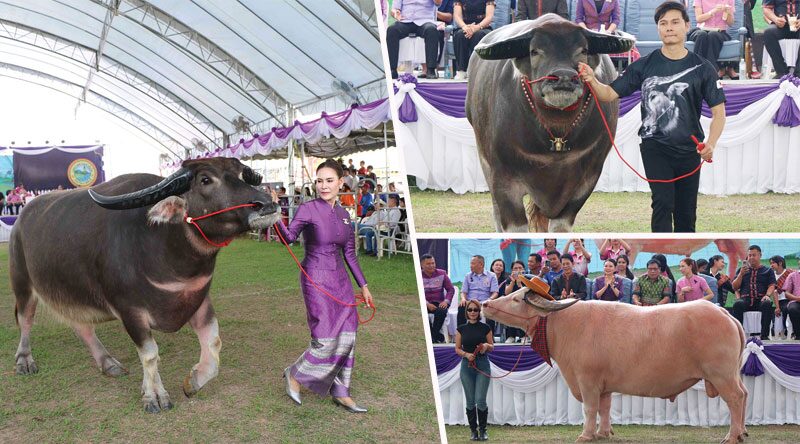 Little Friend – 'Thai Buffalo' of Tha Khantho, Kalasin
