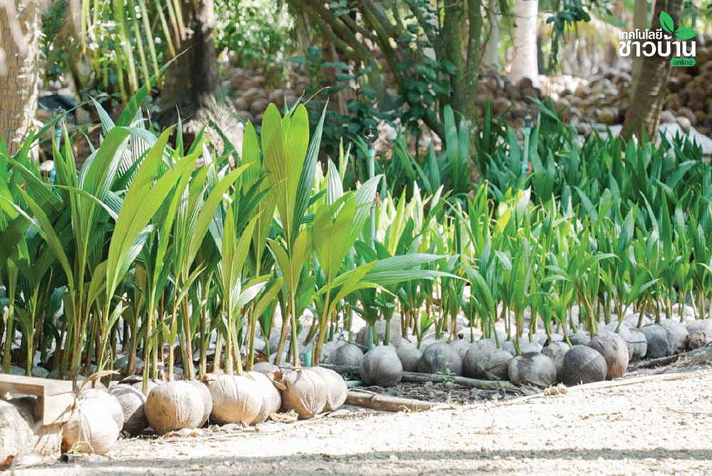 หลาก&หลายเกษตร - ฝ่าวิกฤตราคา ‘มะพร้าวแกง’ ทายาท Bebo Coco ต่อยอดสู่ทางรอด