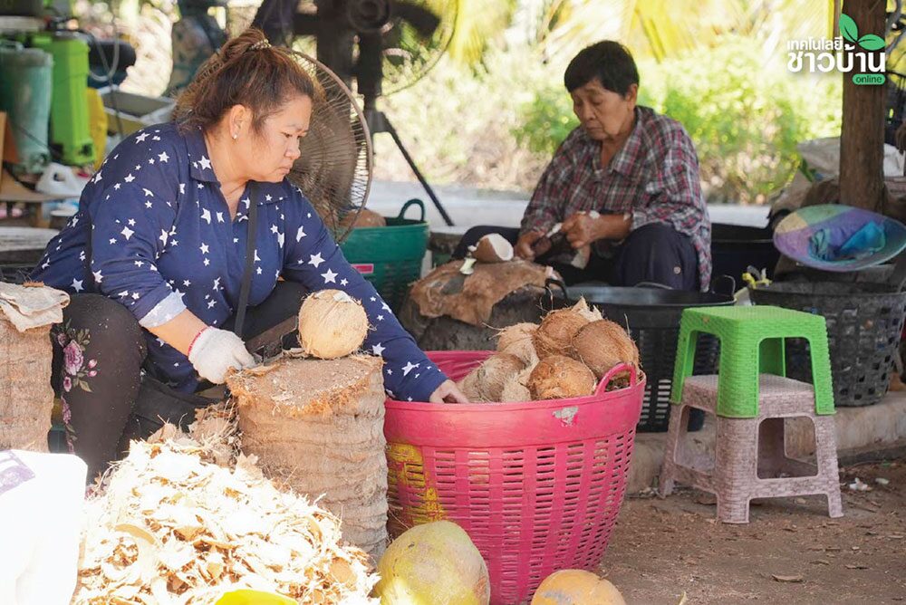 หลาก&หลายเกษตร - ฝ่าวิกฤตราคา ‘มะพร้าวแกง’ ทายาท Bebo Coco ต่อยอดสู่ทางรอด