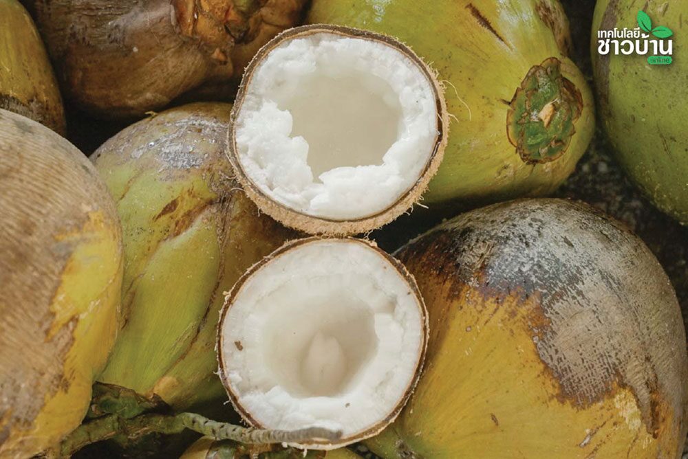 หลาก&หลายเกษตร - ฝ่าวิกฤตราคา ‘มะพร้าวแกง’ ทายาท Bebo Coco ต่อยอดสู่ทางรอด