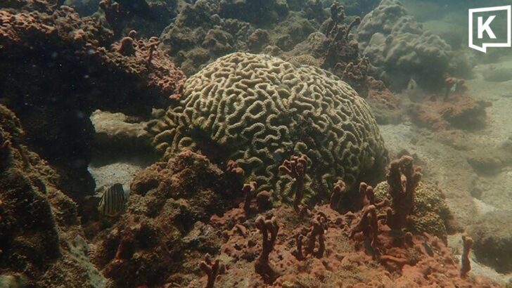 Coral in Ao Nang show 20% paling, bleaching feared