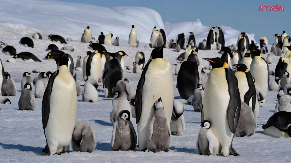 IUCN เผย เพนกวินจักรพรรดิ หายไปเกือบ 60% ใน 25 ปี จัดเป็นสัตว์ใกล้สูญพันธุ์