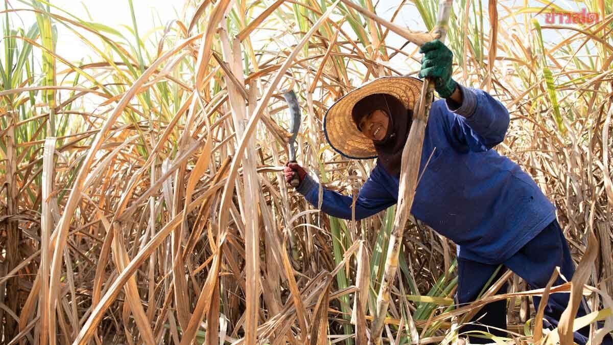 ‘วราวุธ’ เล็งชง ครม. ทบทวนดึงงบเยียวยาอ้อยสดเพิ่ม 447 ล้านบาท