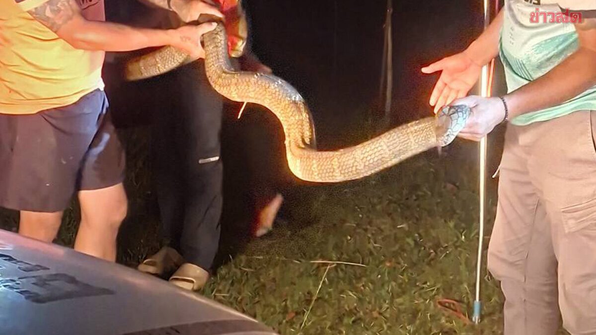 นั่งดูทีวีอยู่แทบช็อก งูจงอาง ยาว4เมตร เลื้อยเข้าบ้าน แจ้งจนท.ช่วยจับวุ่น