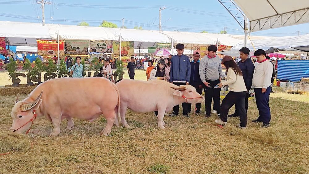 เพื่อนตัวเล็ก - ‘น้องต้นข้าว’ตะมุตะมิ ควายเผือกแคระสุดน่ารัก