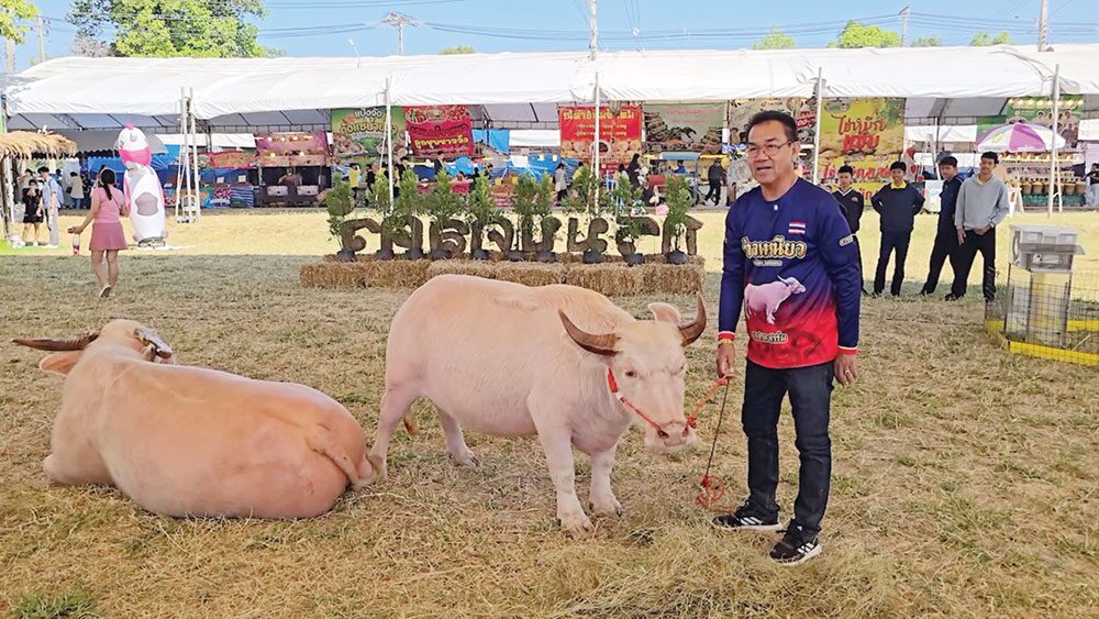 เพื่อนตัวเล็ก - ‘น้องต้นข้าว’ตะมุตะมิ ควายเผือกแคระสุดน่ารัก