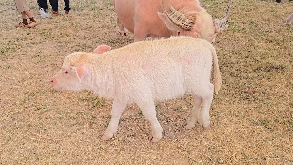 เพื่อนตัวเล็ก - ‘น้องต้นข้าว’ตะมุตะมิ ควายเผือกแคระสุดน่ารัก