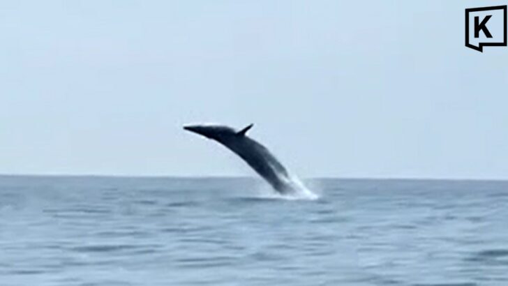 Rare Bryde's whale family thrills tourists off Krabi coast