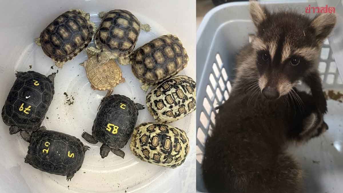 ศุลกากร บูรณาการร่วมกับ กรมอุทยานแห่งชาติฯ สกัดเข้มค้าสัตว์ป่าต้นทาง-ปลายทาง