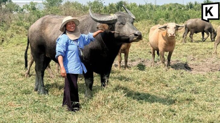 Thai farmers switch to buffaloes as fuel costs rise
