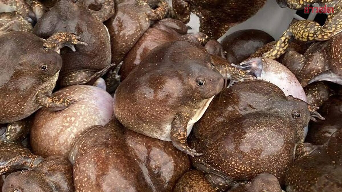 อึ่งเพ้า ไข่เต็มท้องราคาพุ่งสูง กิโลกรัมละกว่า 400 บาท เผยสาเหตุ