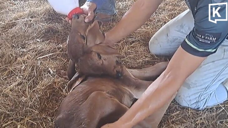 Two-headed calf draws attention after viral video in Khon Kaen