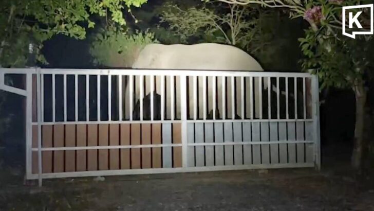 Wild elephant herd of 30 enters Nakhon Nayok village