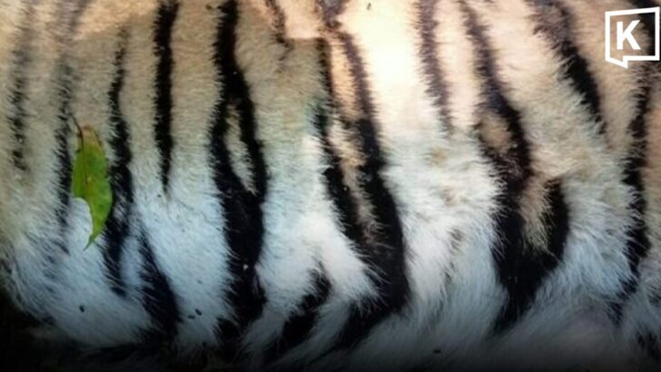 Young tigress found dead after territorial fight