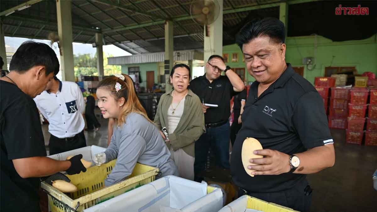 ค้าภายใน ผนึกเอกชน เข้ารับซื้อมะม่วงภาคเหนือ หวังช่วยพยุงราคาขาย