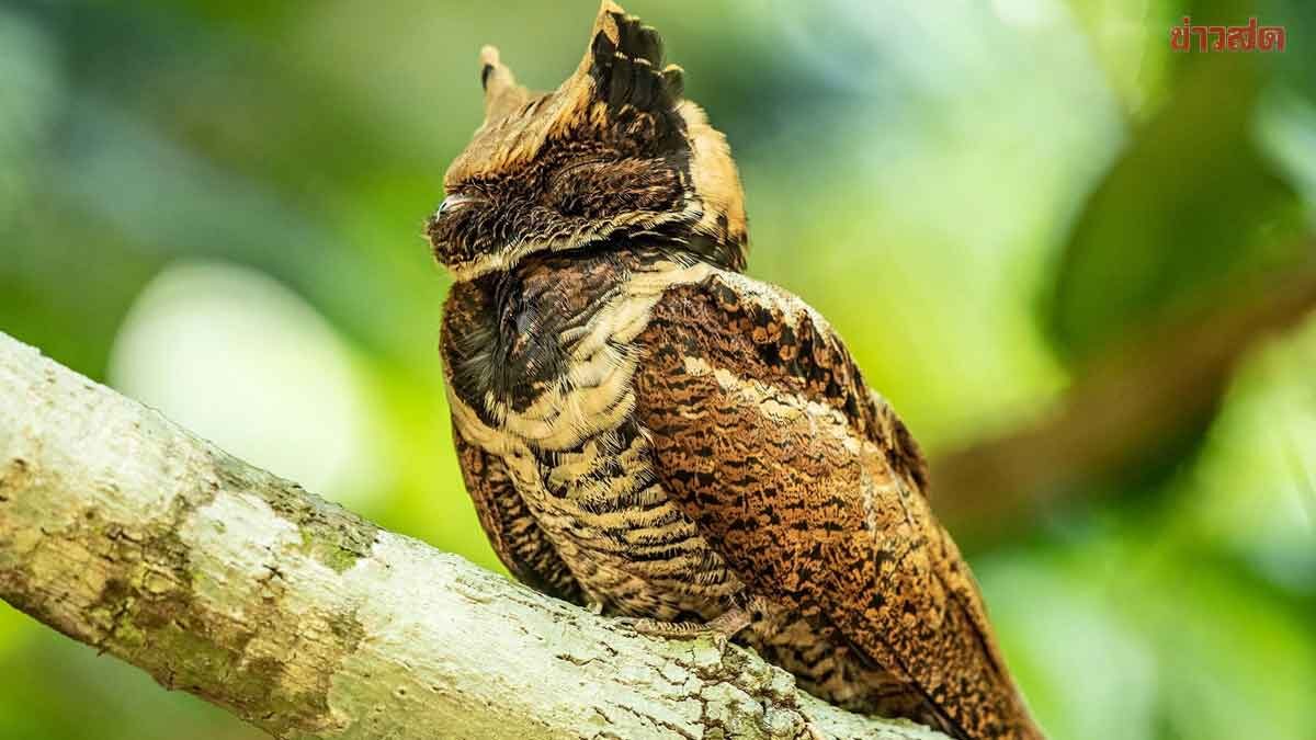 ฮือฮา นกตบยุงยักษ์ สัตว์ป่าหายากของไทย ออกมาอวดโฉมเป็นครั้งแรกในรอบ 30 ปี
