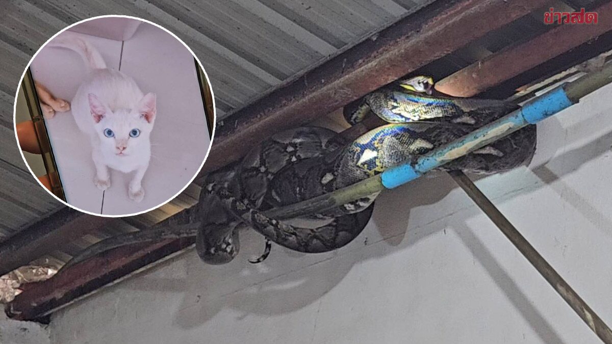 เจ้าของร่ำไห้ งูเหลือม เข้าบ้าน เขมือบแมวน้อยตัวโปรด โกรธจัดอยากฆ่าให้ตาย