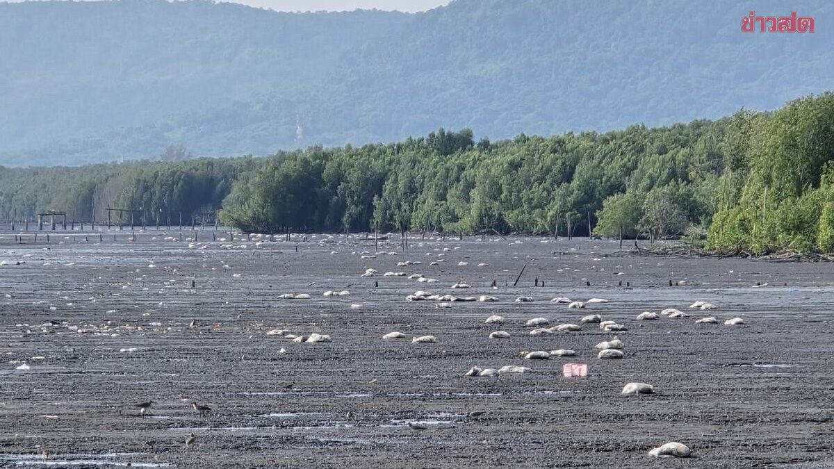 เรือลักลอบขนของสดหนีภาษี จมทะเลตราด ทิ้งซากเน่ากว่า 2 ตัน เหม็นคลุ้งเป็นวงกว้าง 10 กม.