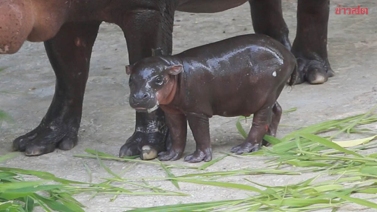 สวนสัตว์ขอนแก่นเฮ หลานหมูเด้ง ลืมตาดูโลกอีกตัวแล้ว ลูกพ่อณเดชน์ แม่ญาญ่า