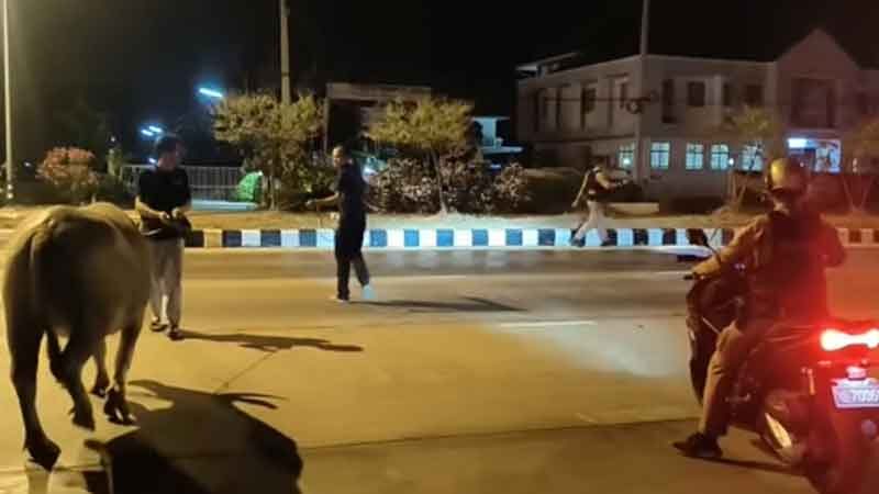 ตำรวจจับกันวุ่น ควายแอบหนีเที่ยว จนลืมทางกลับบ้าน เดินกลางถนน หวั่นอันตราย