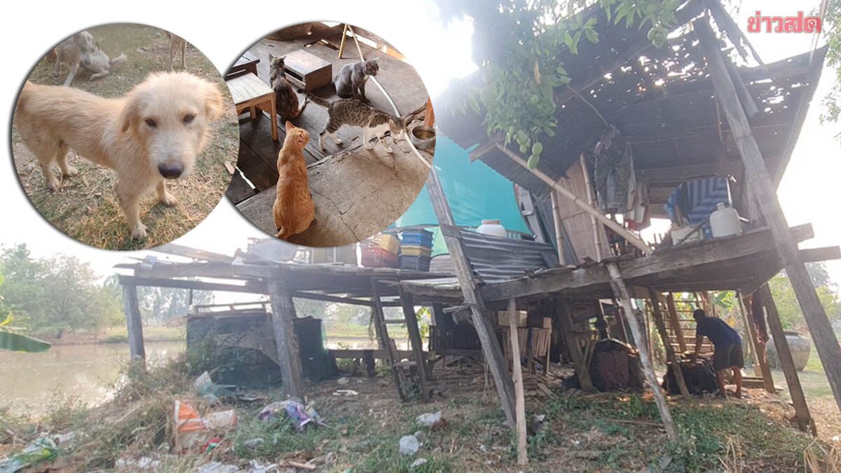เห็นแล้วสงสาร ลุงช่วยหมา-แมวจร 33 ตัว เลี้ยงในบ้านใกล้พัง เสาเอียงเสี่ยงถล่ม