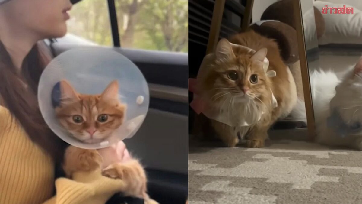 สาวโดนเลย์ออฟ บริษัทไม่มีเงินจ่าย สุดท้ายเลือก “แมวส้ม” แทนเงินชดเชย