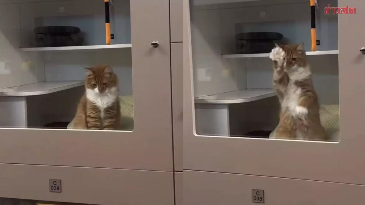 แมวศูนย์พักพิงตบกระจกทุกครั้งที่เห็นคน อ้อนสุดพลัง จนไวรัล