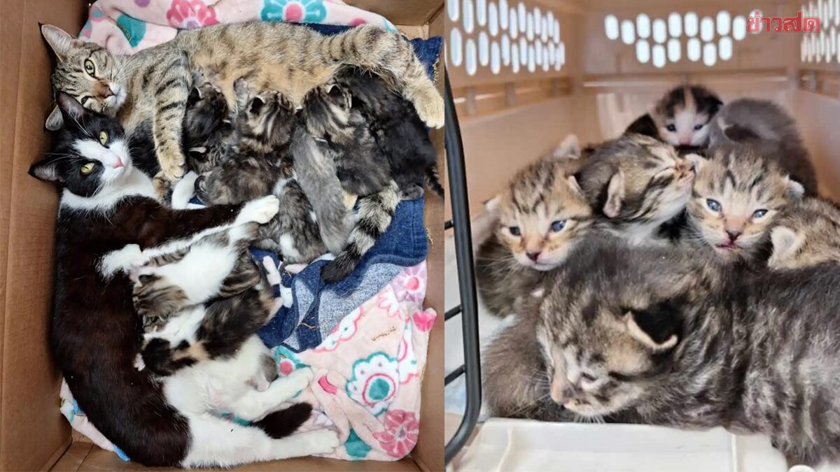 พลเมืองดีเจอลูกแมว 11 ตัวในพื้นที่รกร้าง อึ้ง มีแม่แมว 2 ตัวช่วยกันเลี้ยง