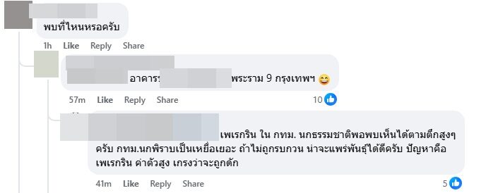 นกสุดหล่อ