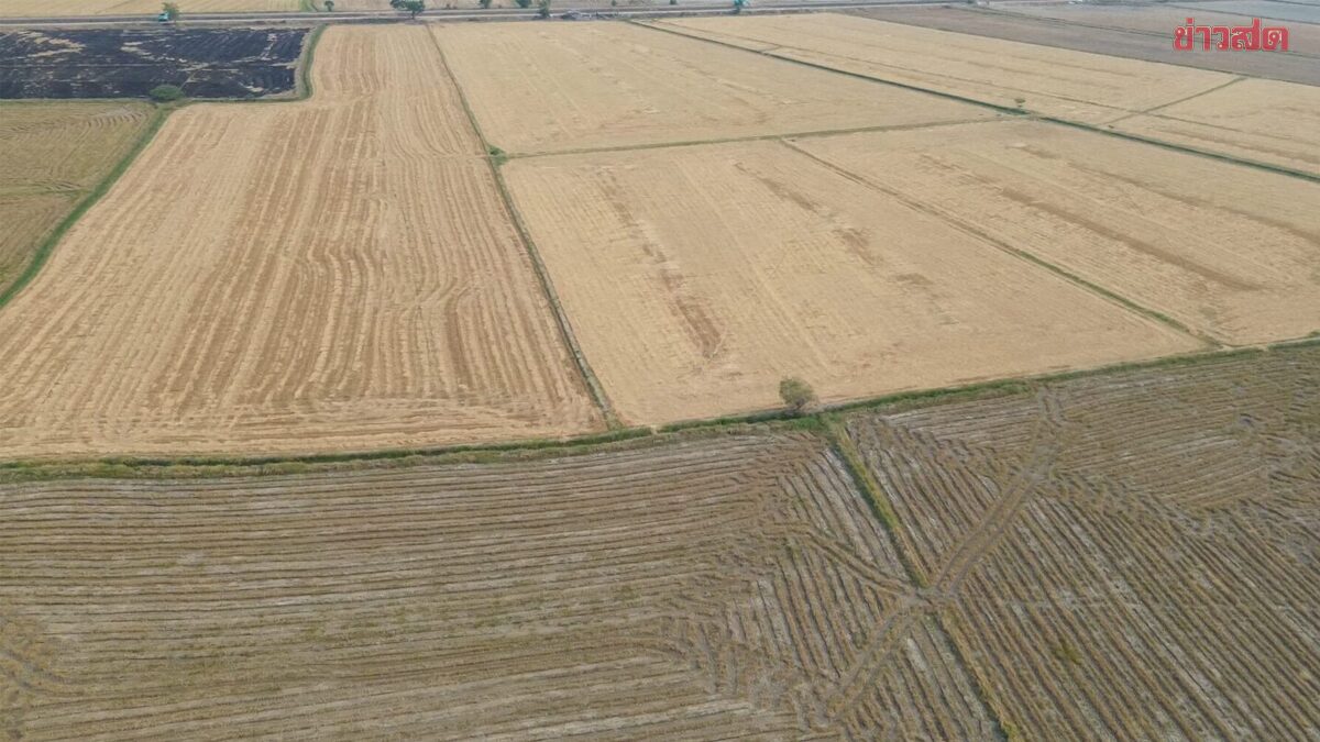 ชาวนาชัยนาท ปล่อยทิ้งที่กว่า 1,000 ไร่ แบกค่าน้ำมัน-ปุ๋ย ไม่ไหว แถมราคาข้าวยังตก