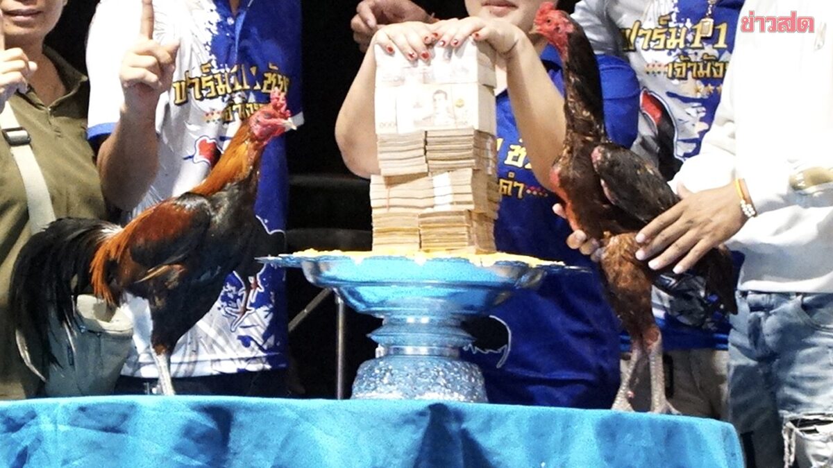 สะเทือนวงการ หอบเงินสด 6 ล้าน แลก ‘เสือดำ–มังกรดำ’ ไก่ชนดังระดับแชมป์ ดีลประวัติศาสตร์