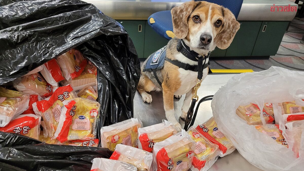 ไม่รอด! สุนัข K9 สหรัฐฯ สกัดจับ แซนด์วิชโบราณไทย 100 ชิ้น